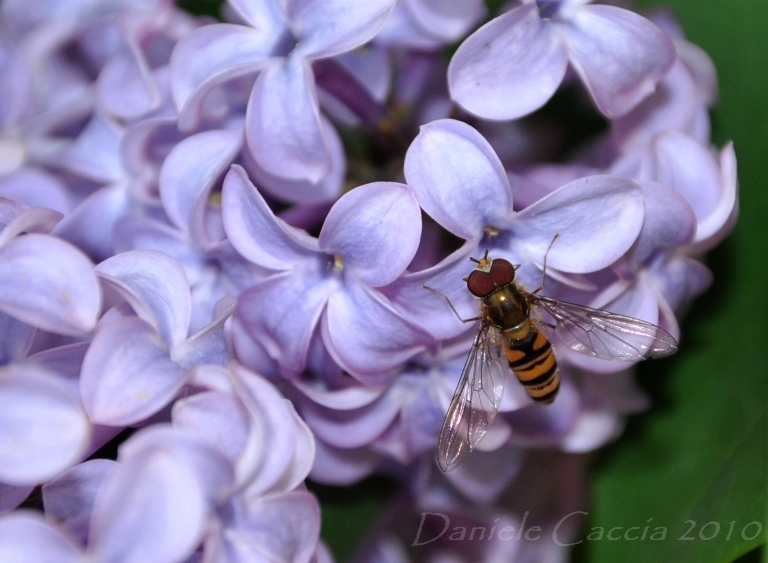 Episyrphus balteatus (Syrphidae)